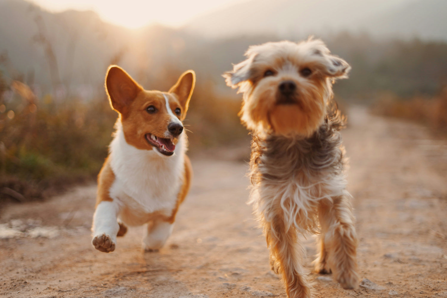 🐶 Collection Chiens — L'univers des chiens