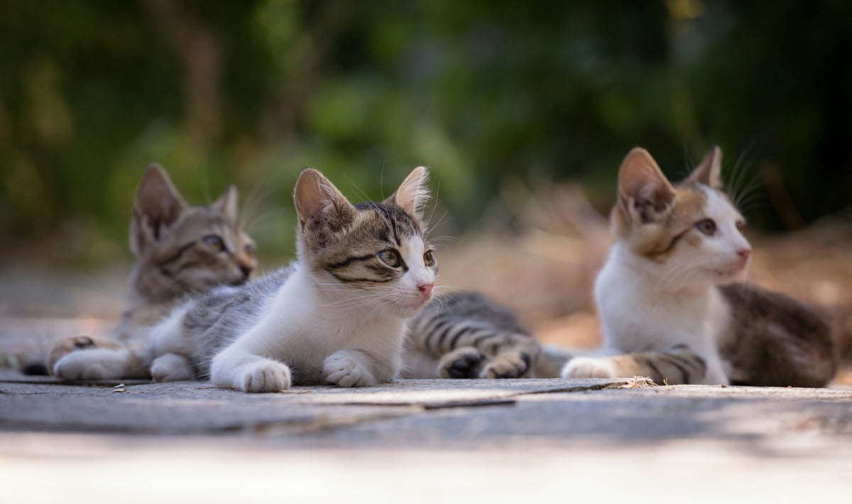 🐱 Collection Chats — L'univers des chats